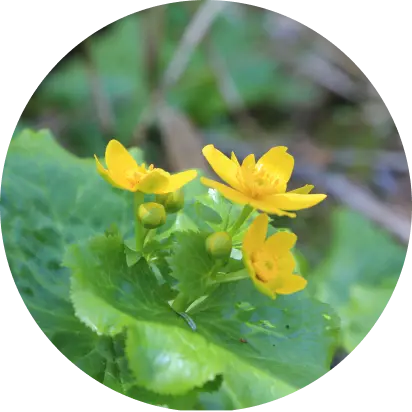 エゾノリュウキンカ